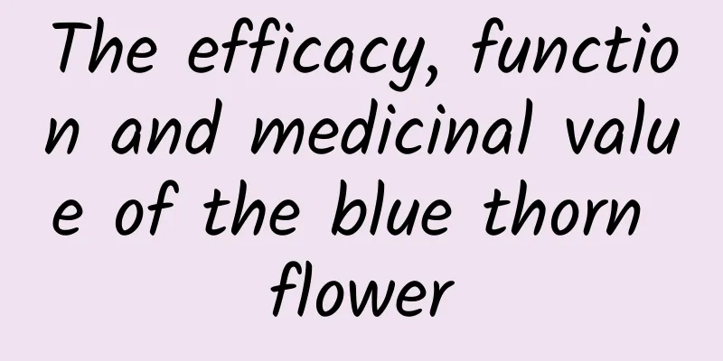 The efficacy, function and medicinal value of the blue thorn flower