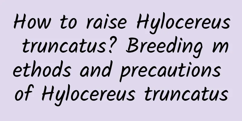 How to raise Hylocereus truncatus? Breeding methods and precautions of Hylocereus truncatus