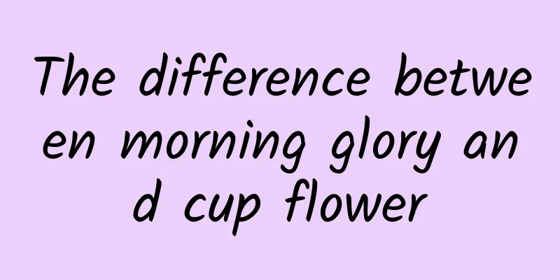 The difference between morning glory and cup flower