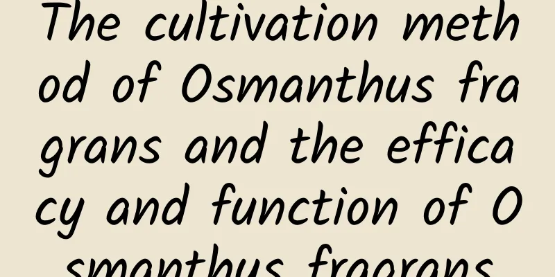 The cultivation method of Osmanthus fragrans and the efficacy and function of Osmanthus fragrans