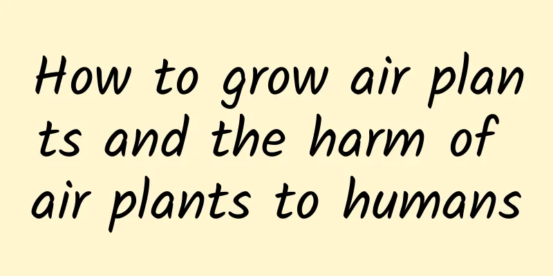 How to grow air plants and the harm of air plants to humans