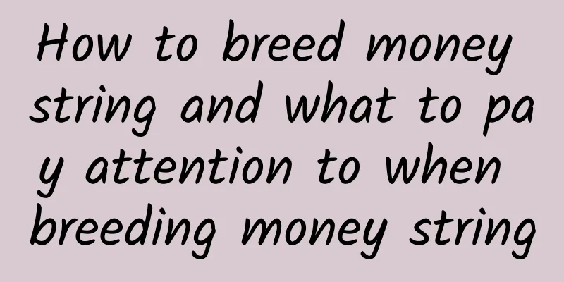 How to breed money string and what to pay attention to when breeding money string