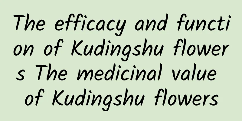 The efficacy and function of Kudingshu flowers The medicinal value of Kudingshu flowers