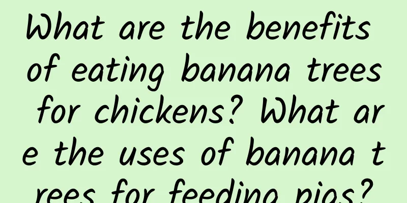 What are the benefits of eating banana trees for chickens? What are the uses of banana trees for feeding pigs?