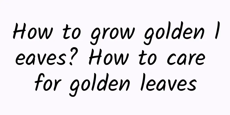 How to grow golden leaves? How to care for golden leaves