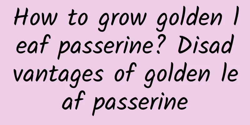 How to grow golden leaf passerine? Disadvantages of golden leaf passerine