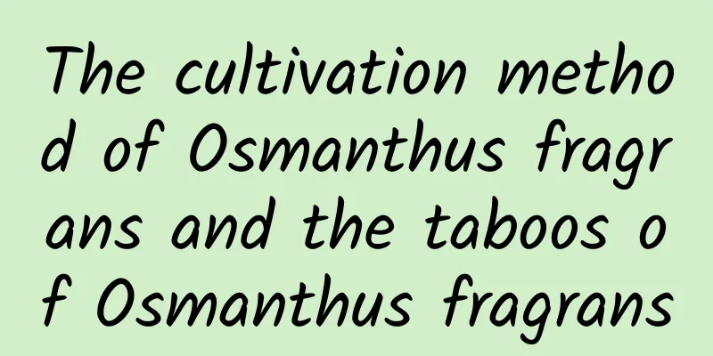 The cultivation method of Osmanthus fragrans and the taboos of Osmanthus fragrans