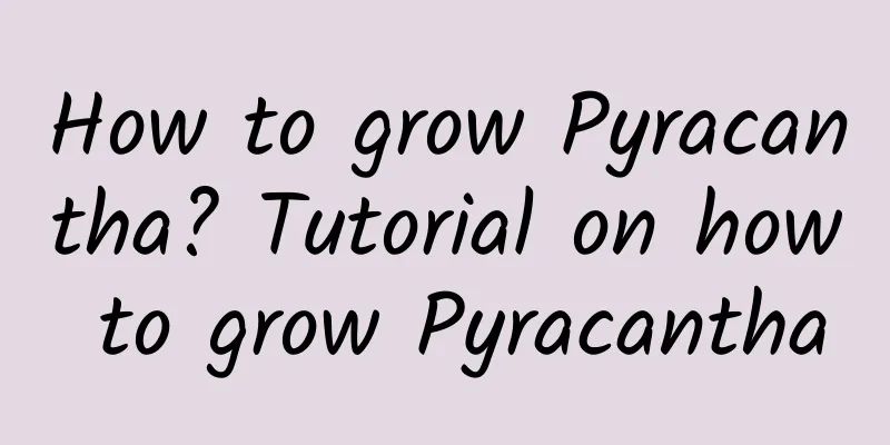 How to grow Pyracantha? Tutorial on how to grow Pyracantha