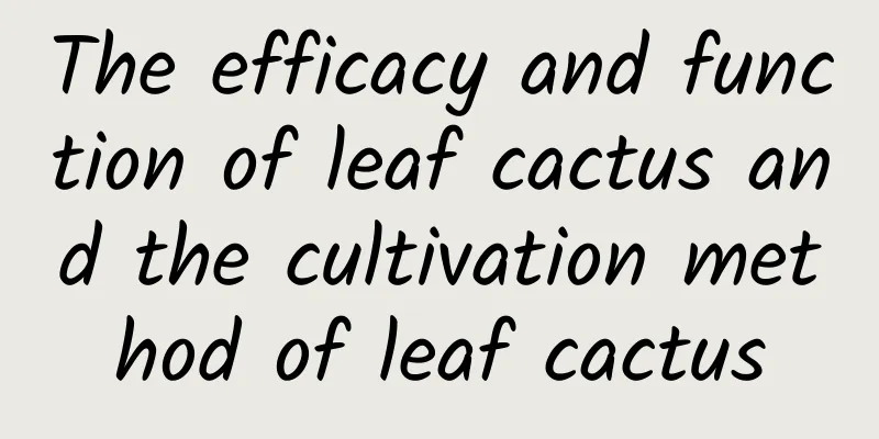 The efficacy and function of leaf cactus and the cultivation method of leaf cactus