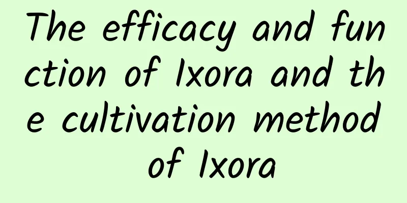 The efficacy and function of Ixora and the cultivation method of Ixora