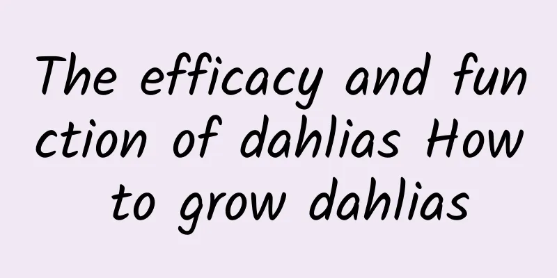 The efficacy and function of dahlias How to grow dahlias