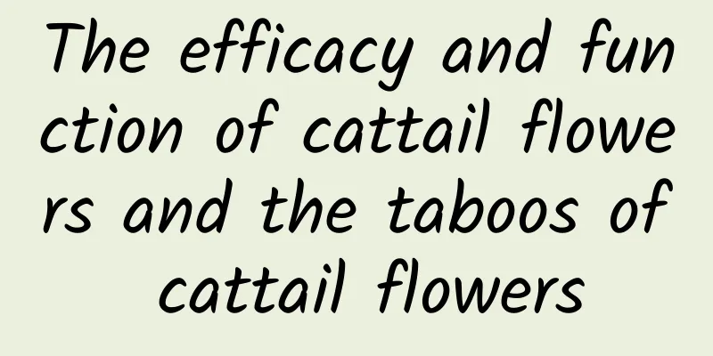 The efficacy and function of cattail flowers and the taboos of cattail flowers