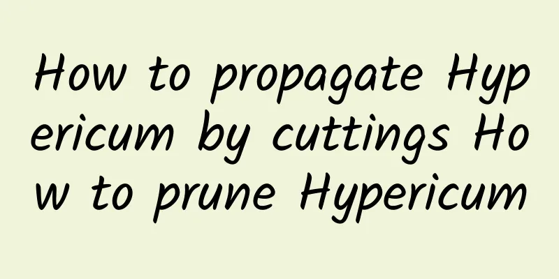 How to propagate Hypericum by cuttings How to prune Hypericum