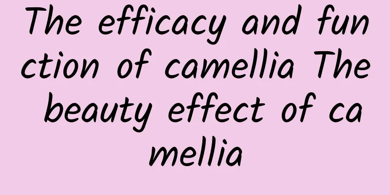 The efficacy and function of camellia The beauty effect of camellia