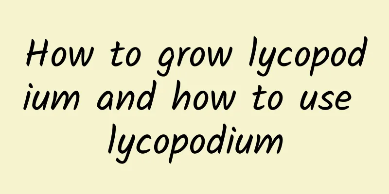 How to grow lycopodium and how to use lycopodium