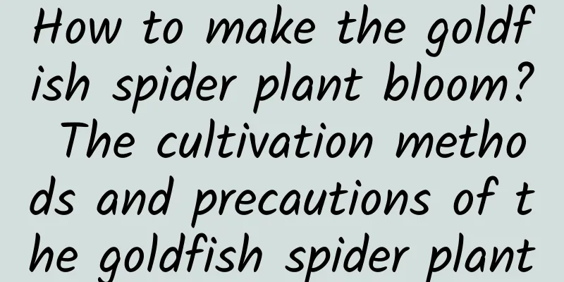 How to make the goldfish spider plant bloom? The cultivation methods and precautions of the goldfish spider plant