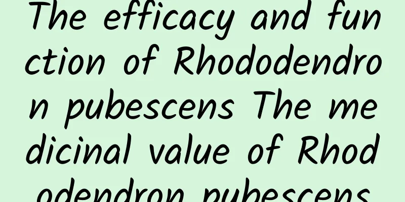 The efficacy and function of Rhododendron pubescens The medicinal value of Rhododendron pubescens