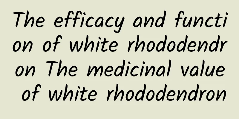 The efficacy and function of white rhododendron The medicinal value of white rhododendron