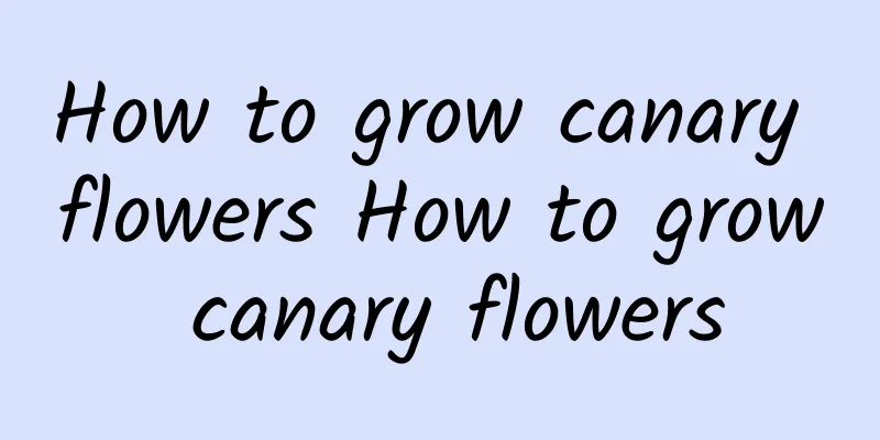 How to grow canary flowers How to grow canary flowers