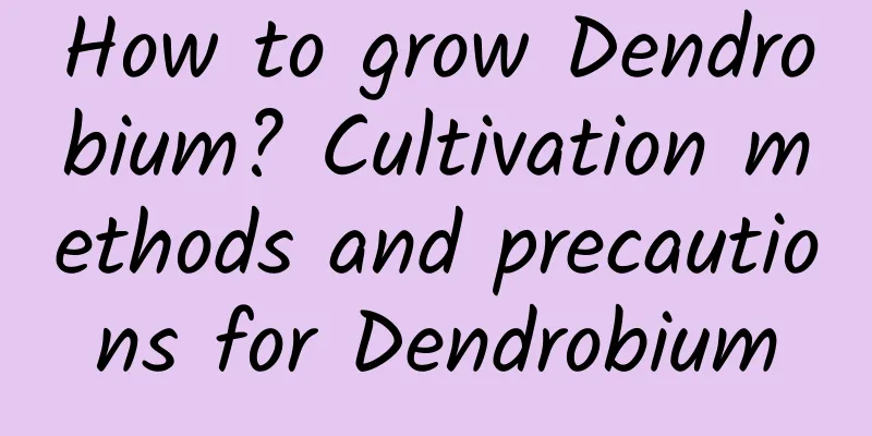 How to grow Dendrobium? Cultivation methods and precautions for Dendrobium