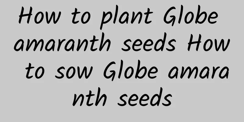 How to plant Globe amaranth seeds How to sow Globe amaranth seeds