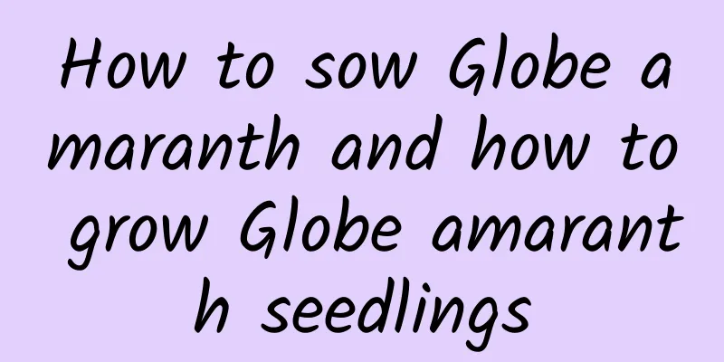 How to sow Globe amaranth and how to grow Globe amaranth seedlings