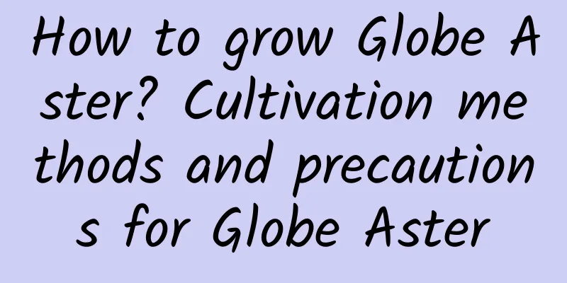 How to grow Globe Aster? Cultivation methods and precautions for Globe Aster