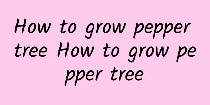 How to grow pepper tree How to grow pepper tree