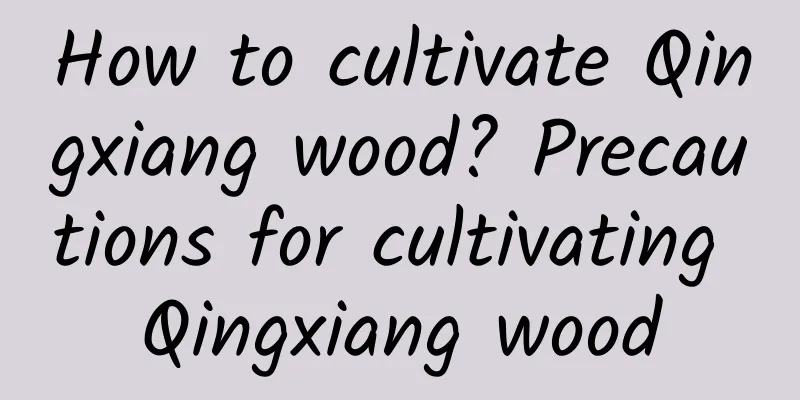 How to cultivate Qingxiang wood? Precautions for cultivating Qingxiang wood