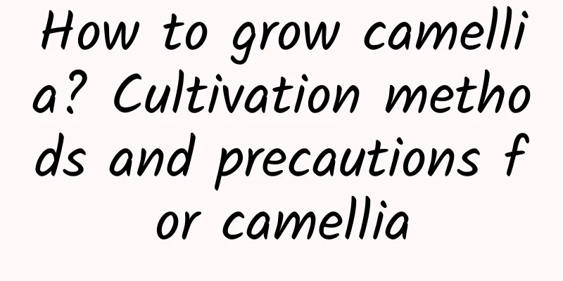 How to grow camellia? Cultivation methods and precautions for camellia