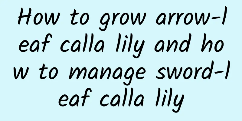 How to grow arrow-leaf calla lily and how to manage sword-leaf calla lily