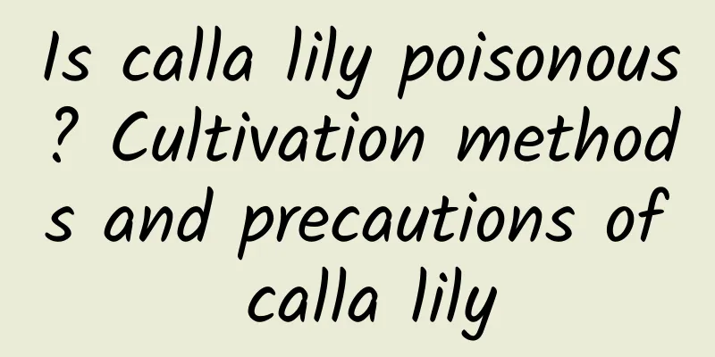 Is calla lily poisonous? Cultivation methods and precautions of calla lily