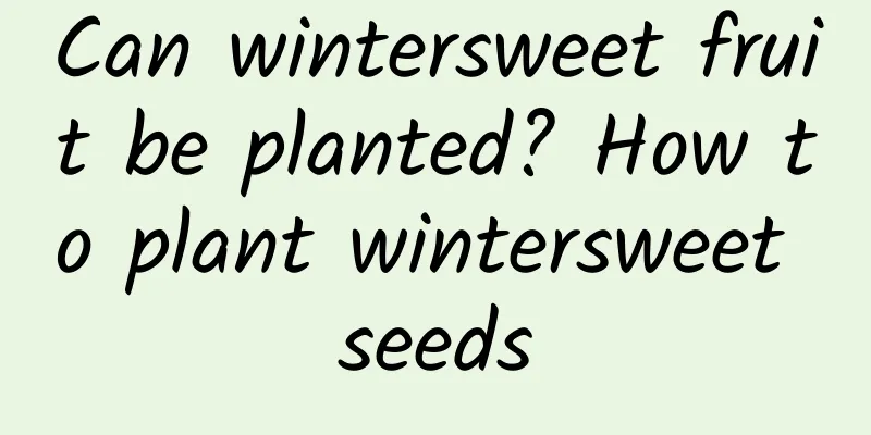 Can wintersweet fruit be planted? How to plant wintersweet seeds