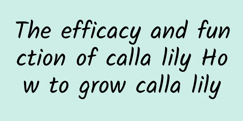 The efficacy and function of calla lily How to grow calla lily