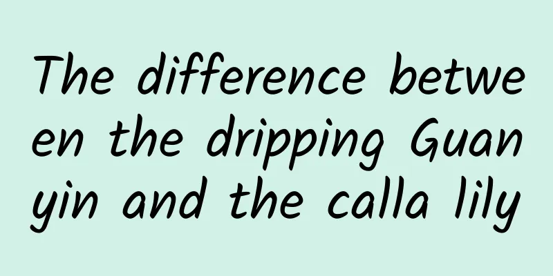 The difference between the dripping Guanyin and the calla lily