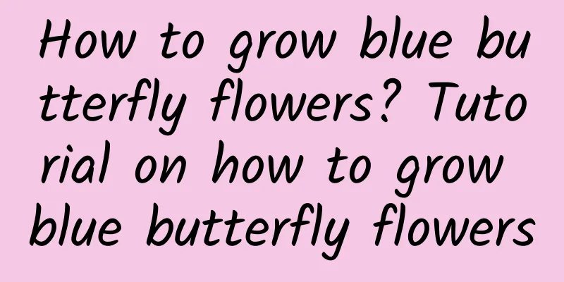 How to grow blue butterfly flowers? Tutorial on how to grow blue butterfly flowers