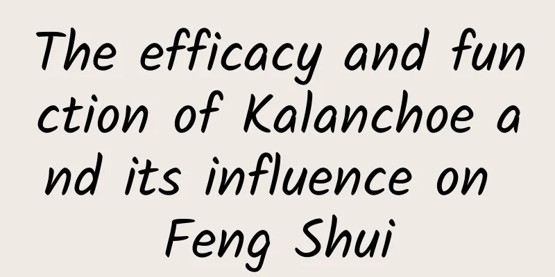 The efficacy and function of Kalanchoe and its influence on Feng Shui