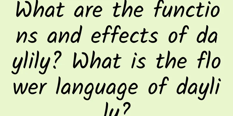 What are the functions and effects of daylily? What is the flower language of daylily?