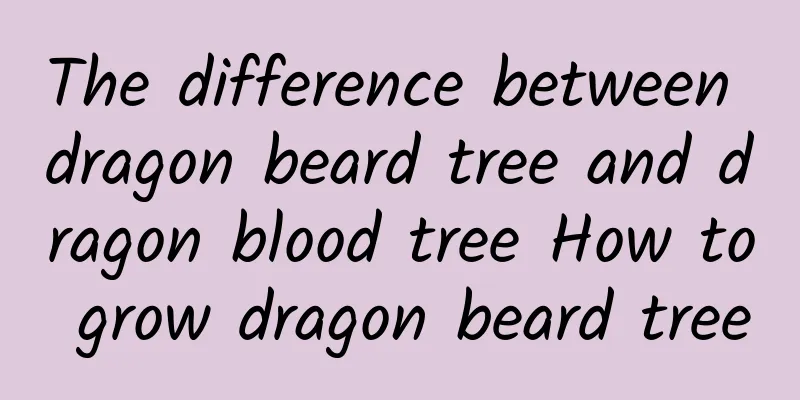 The difference between dragon beard tree and dragon blood tree How to grow dragon beard tree