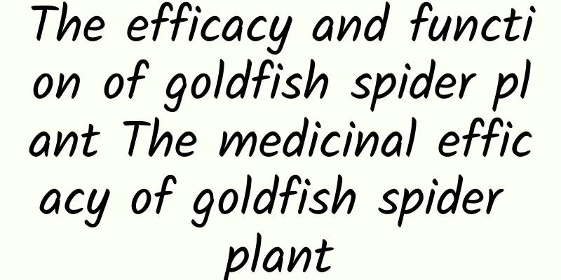 The efficacy and function of goldfish spider plant The medicinal efficacy of goldfish spider plant