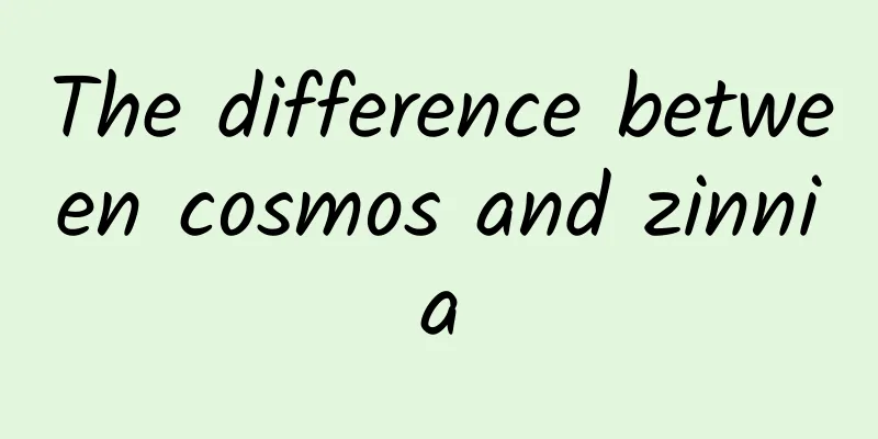 The difference between cosmos and zinnia