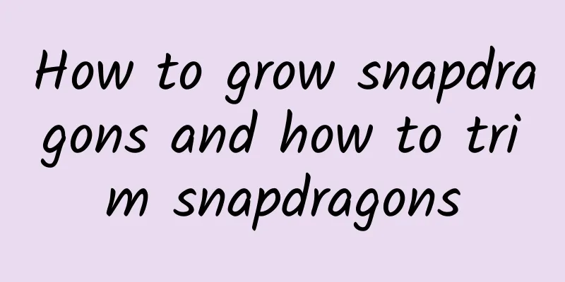 How to grow snapdragons and how to trim snapdragons