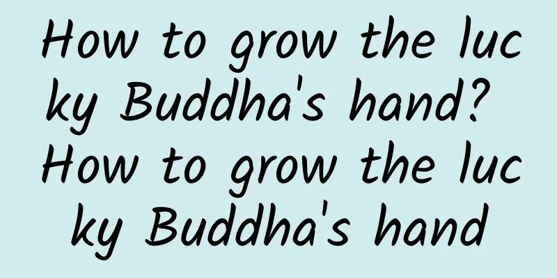 How to grow the lucky Buddha's hand? How to grow the lucky Buddha's hand