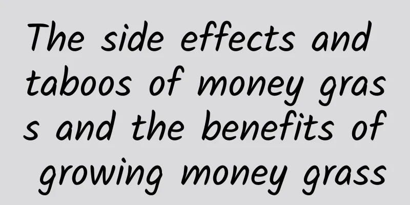 The side effects and taboos of money grass and the benefits of growing money grass