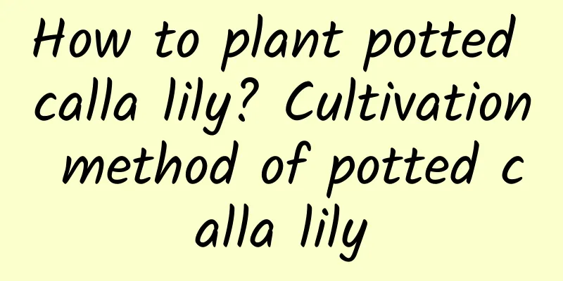 How to plant potted calla lily? Cultivation method of potted calla lily