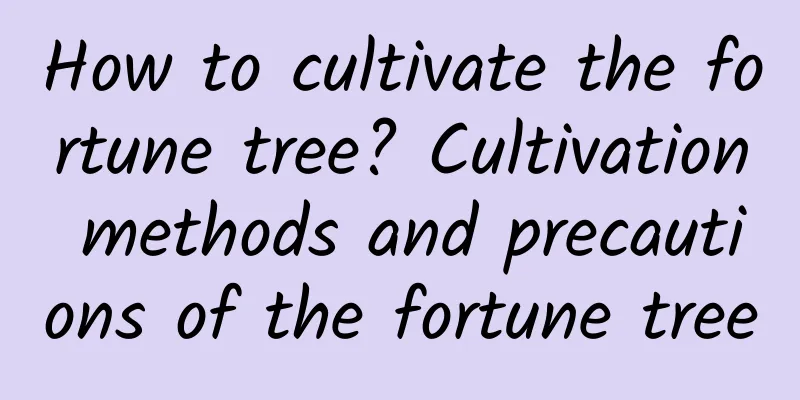 How to cultivate the fortune tree? Cultivation methods and precautions of the fortune tree