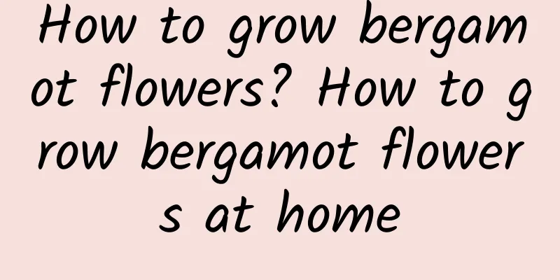 How to grow bergamot flowers? How to grow bergamot flowers at home