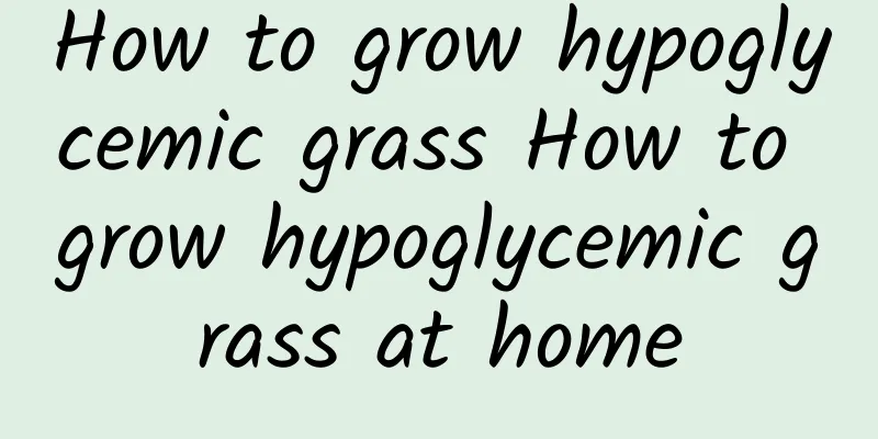 How to grow hypoglycemic grass How to grow hypoglycemic grass at home