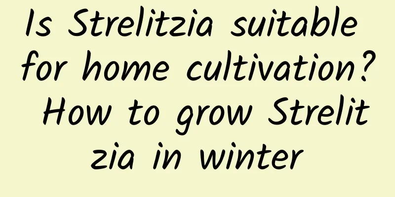 Is Strelitzia suitable for home cultivation? How to grow Strelitzia in winter