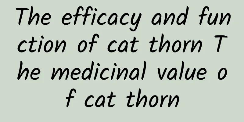 The efficacy and function of cat thorn The medicinal value of cat thorn